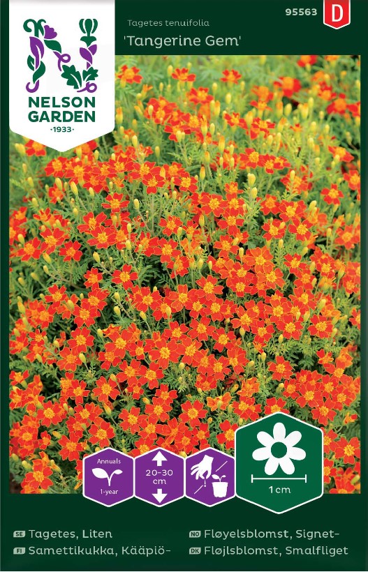 Tagetes 'Tangerine Gem' frö - Fröer