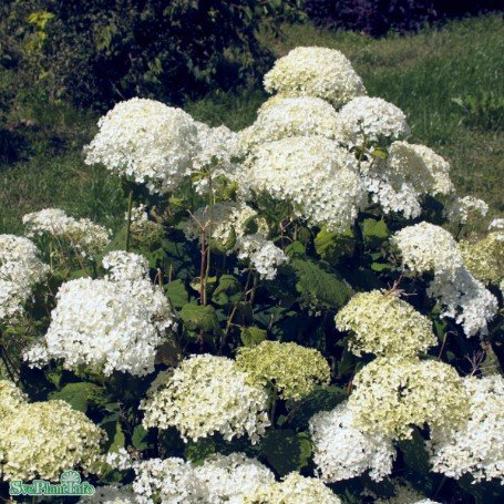 Vipphortensia 'Grandiflora' co 5-pack - Fröer