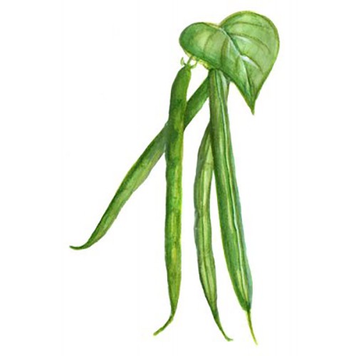 Brytböna 'Allegria' Svenskodlat frö - Fröer
