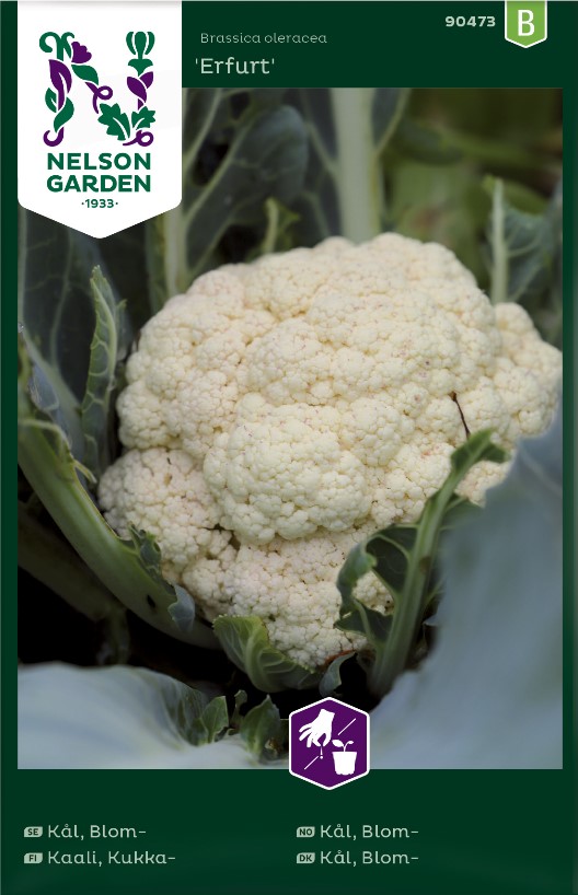 Blomkål 'Erfurt' frö - Fröer