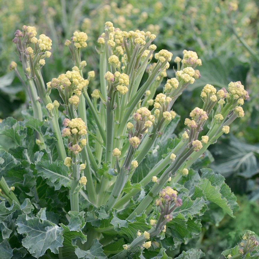 Broccoli 'White Sprouting Burbank ', frö - Fröer