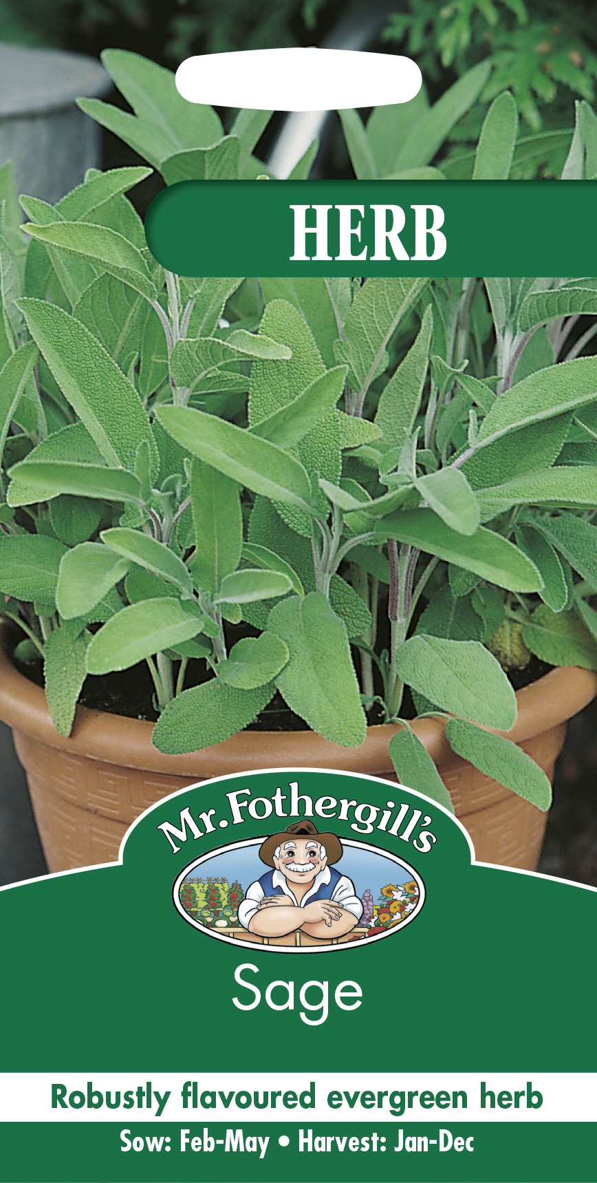 Kryddsalvia frö - Fröer