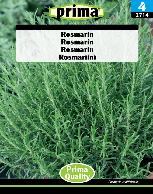 Rosmarin, frö - Fröer