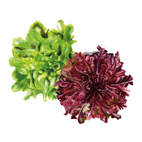 Gulbeta 'Detroit Golden' Svenskodlat frö - Fröer