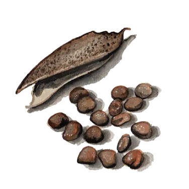 Gråärt 'Kärrboda' Svenskodlat frö - Fröer