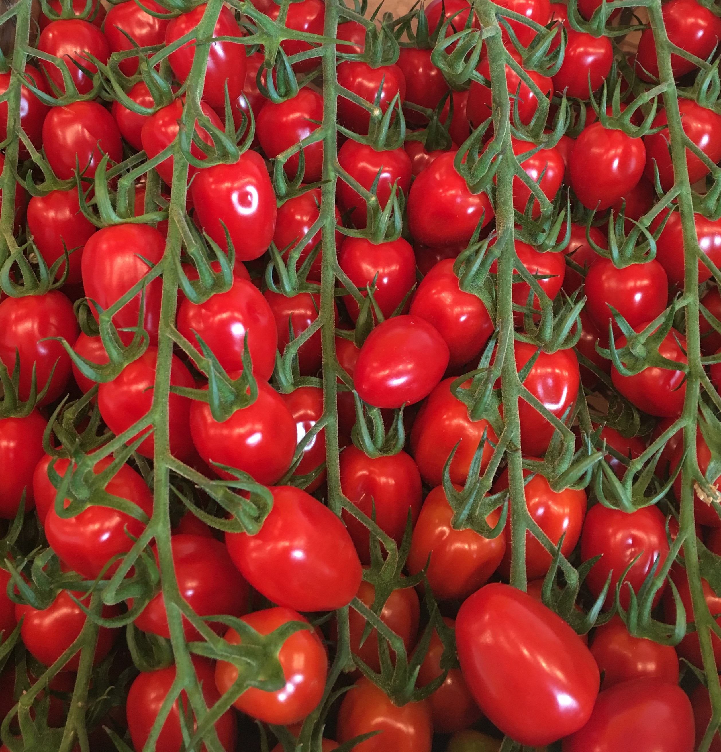 Plommontomat 'Gustafano' - Fröer