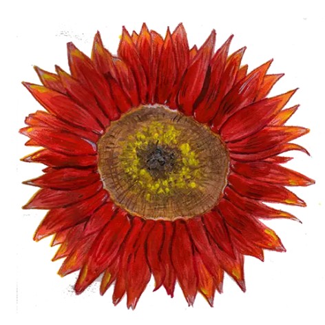 Solros 'Velvet Queen' Svenskodlat frö - Fröer