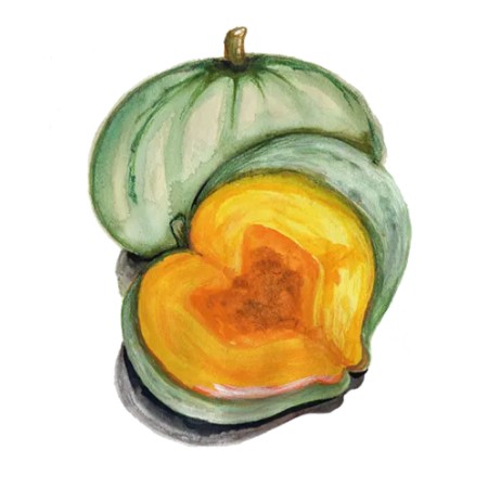 Vintersquash 'Sweet Meat Oregon Homestead' Svenskodlat frö - Fröer