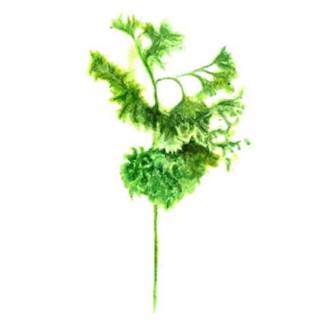 Persilja 'Grüne Perle' Svenskodlat frö - Fröer