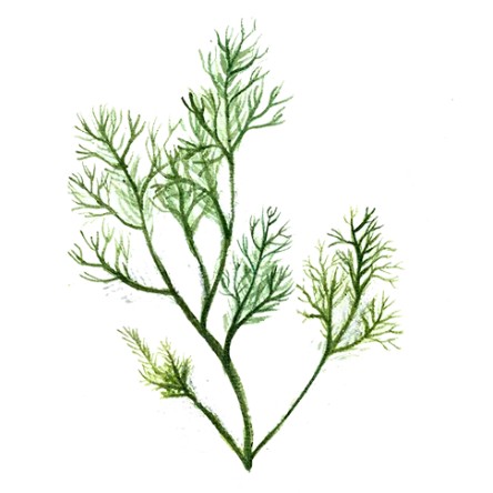 Dill Svenskodlat frö - Fröer