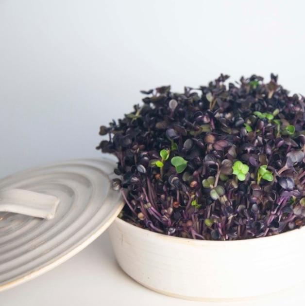 Sproutly: Ellens Skottfat Vit - Fröer