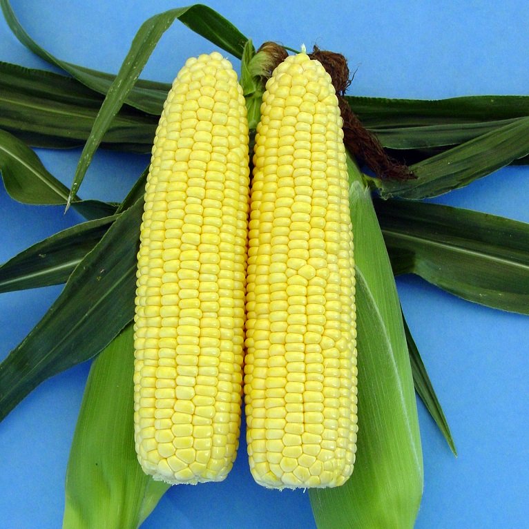 Sockermajs 'Spring Sun' F1 - Fröer