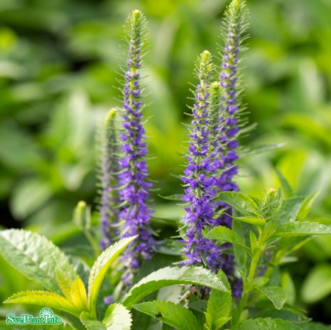 Axveronika 'Ulster Dwarf Blue' 1st barrotad - Fröer