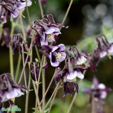 Akleja 'William Guiness' 1st barrotad - Fröer