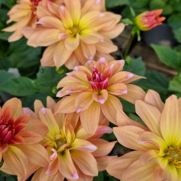 Sommardahlia 'Hypnotica Vintage' 10,5cm kruka - Fröer