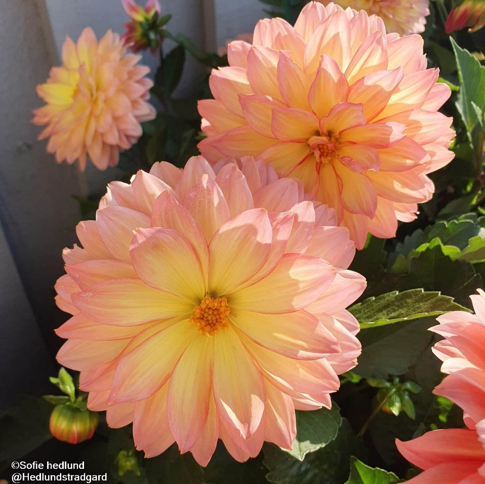 Sommardahlia 'Dalina Maxi Peach' 10,5cm kruka - Fröer
