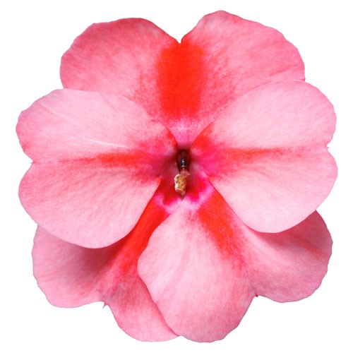 Lyckliga Lotta 'Vigorous Peach Candy' 10,5cm kruka - Fröer