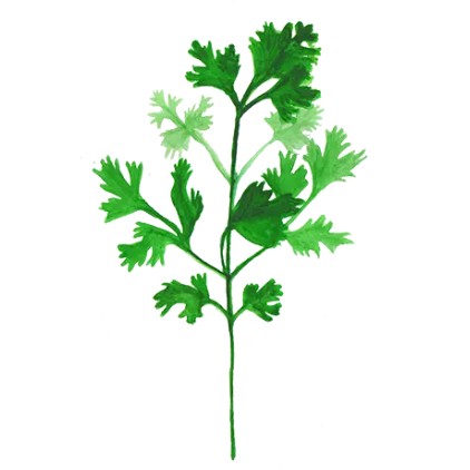 Bladkoriander 'Marino' Svenskodlat frö - Fröer