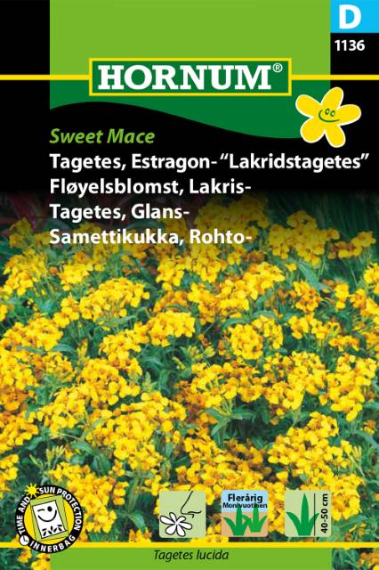 Lakritstagetes 'Sweet Mace' - Fröer