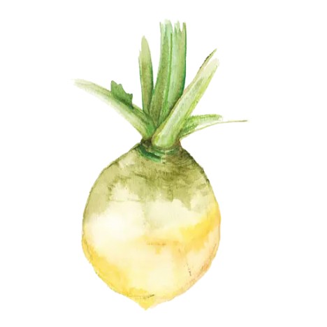 Kålrot 'Vintjärn' GK Svenskodlat frö - Fröer