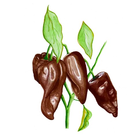 Chili 'Mulato Isleno' Svenskodlat frö - Fröer