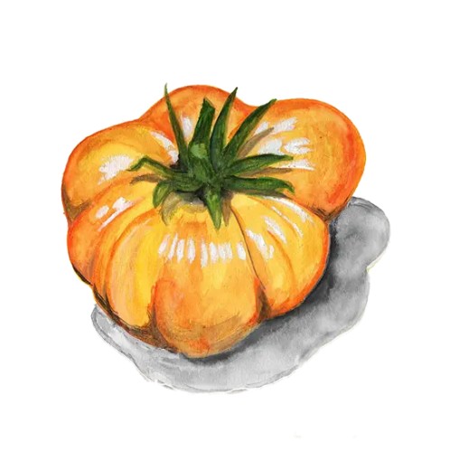 Bifftomat 'Yellow Brandywine' Svenskodlat frö - Fröer