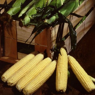 Sockermajs 'Sunrise' F1 Frö - Fröer