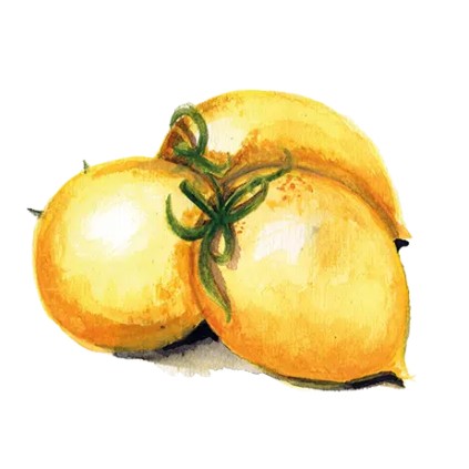 Vintertomat 'Vesuvio Giallo' Svenskodlat frö - Fröer