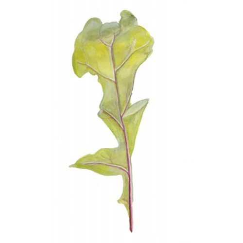 Ruccola Svenskodlat frö - Fröer