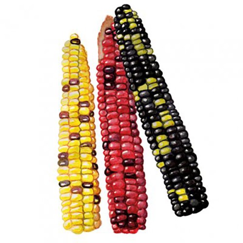 Mjölmajs 'Painted Hill' Svenskodlat frö - Fröer