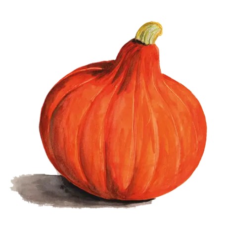 Vintersquash 'Uchiki Kuri' Svenskodlat frö - Fröer