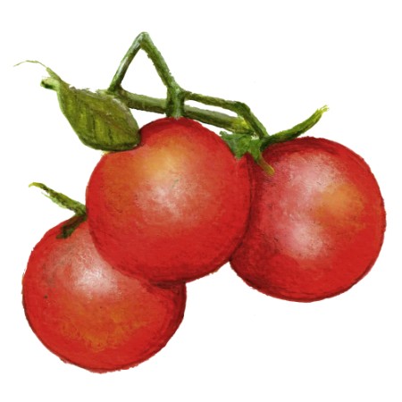Tomat 'Matina' Svenskodlat frö - Fröer