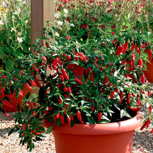 Chilipeppar 'Apache' F1 Frö - Fröer