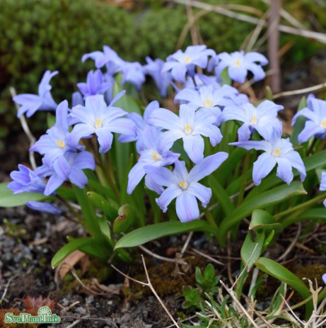 Vårstjärna 'Blue' 25st - Fröer