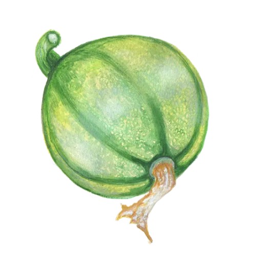 Sommarsquash 'Tondo Chiaro di Nizza' Svenskodlat frö - Fröer