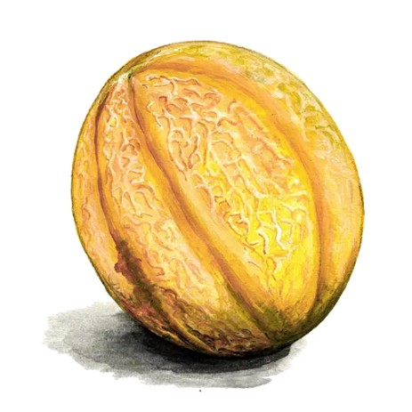 Nätmelon 'Sweet Granite' Svenskodlat frö - Fröer