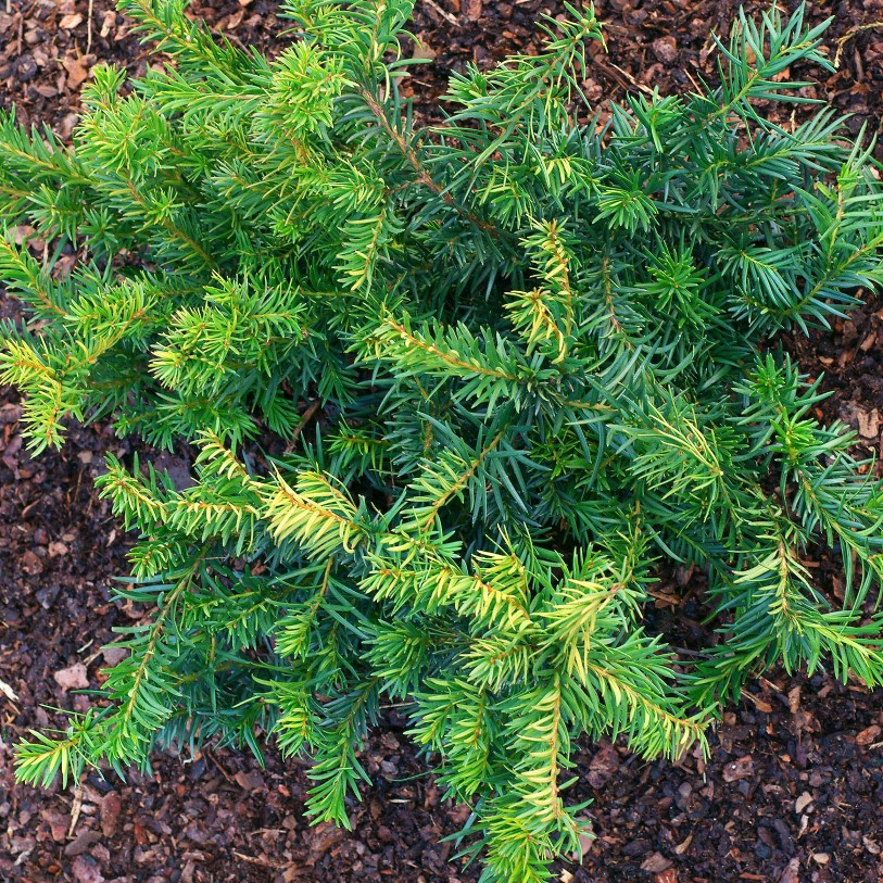 Hybrididegran 'Hicksii' 50-60 co 3-pack - Fröer