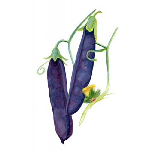 Gråärt 'Gotländsk Blåärt' Svenskodlat frö - Fröer