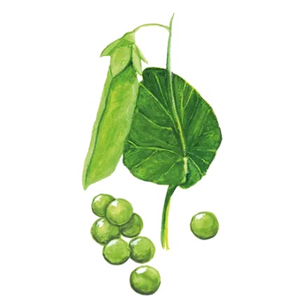 Märgärt 'Mors Stora' GK Svenskodlat frö - Fröer