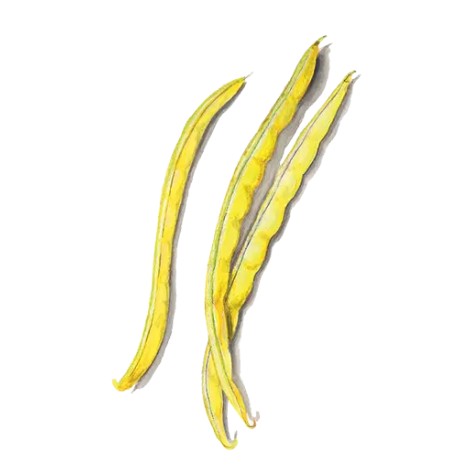 Vaxböna 'Rocquencourt' Svenskodlat frö - Fröer