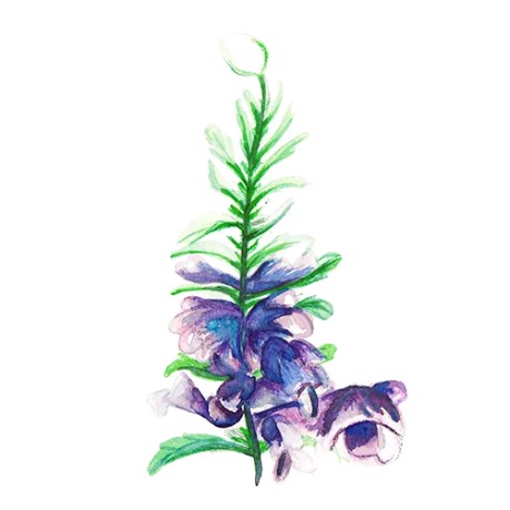 Turkisk Drakblomma Svenskodlat frö - Fröer