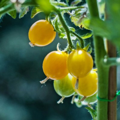 Körsbärstomat 'Lemonia' F1 - Fröer