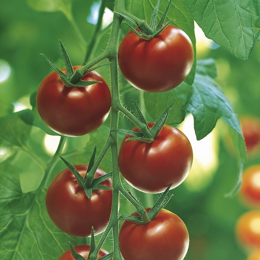 Cocktailtomat 'Aranca' Frö - Fröer