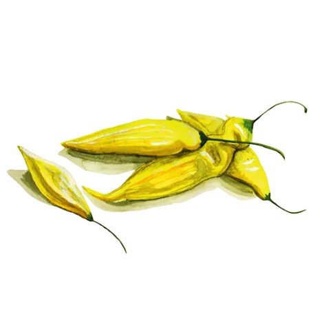 Chili 'Hot Lemon' Svenskodlat frö - Fröer