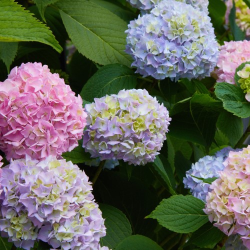 Trädgårdshortensia Endless Summer® 'The Original', co 3-pack - Fröer