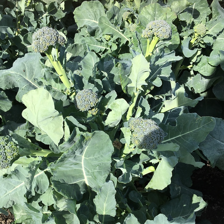 Broccoli 'Sibsey' F1 Frö - Fröer