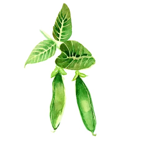 Sockerärt 'Tidig Låg' Svenskodlat frö - Fröer