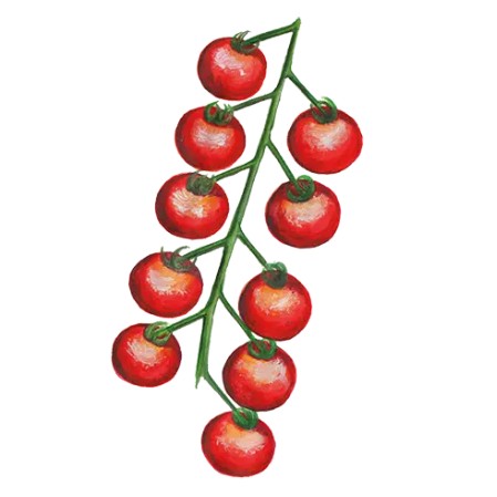 Körsbärstomat 'Gardener's Delight' Svenskodlat frö - Fröer