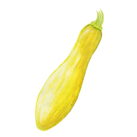 Sommarsquash 'Yellow Straightneck' Svenskodlat frö - Fröer