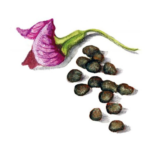 Gråärt 'Jämtländsk' GK Svenskodlat frö - Fröer